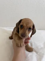 Mocha, a female Miniature Dachshund for sale in Los Angeles, CA – 4 of 5