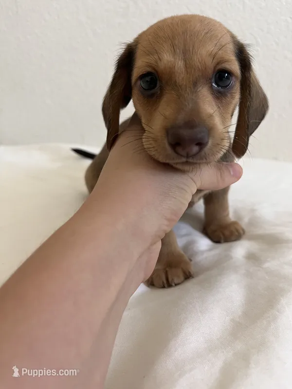 Mocha – Miniature Dachshund puppy for sale in Los Angeles, CA