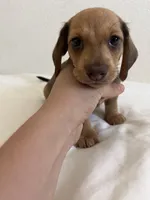 Mocha, a female Miniature Dachshund for sale in Los Angeles, CA – 1 of 5