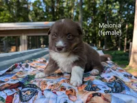 Melonia, a male Border Collie for sale in Bruington, VA – 1 of 6