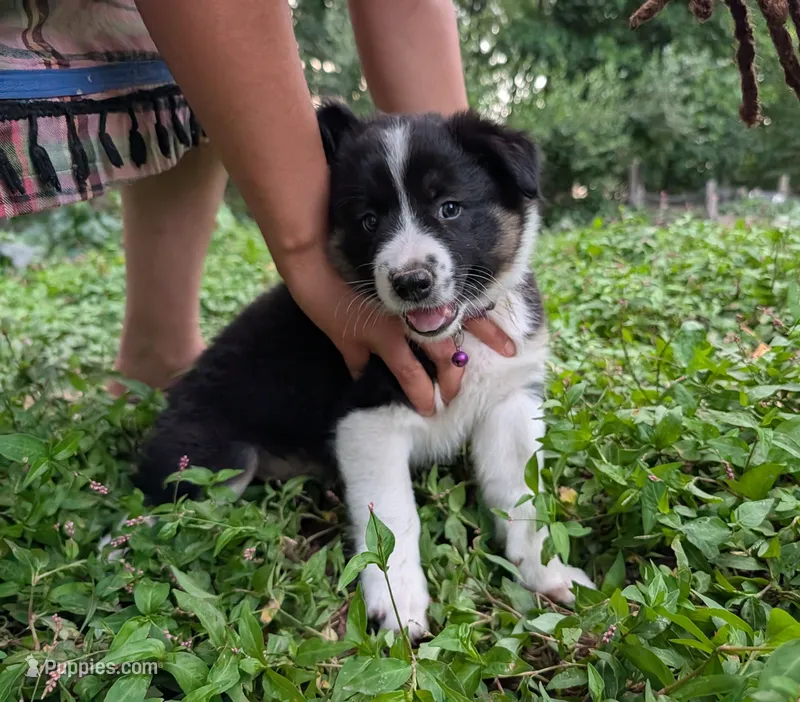 Wanda – Border Collie puppy for sale in Bruington, VA