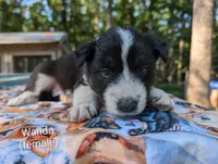 Wanda, a female Border Collie for sale in Bruington, VA – 2 of 4