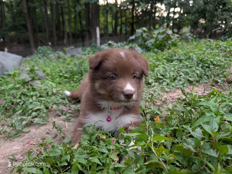 Melonia – Border Collie puppy for sale in Bruington, VA