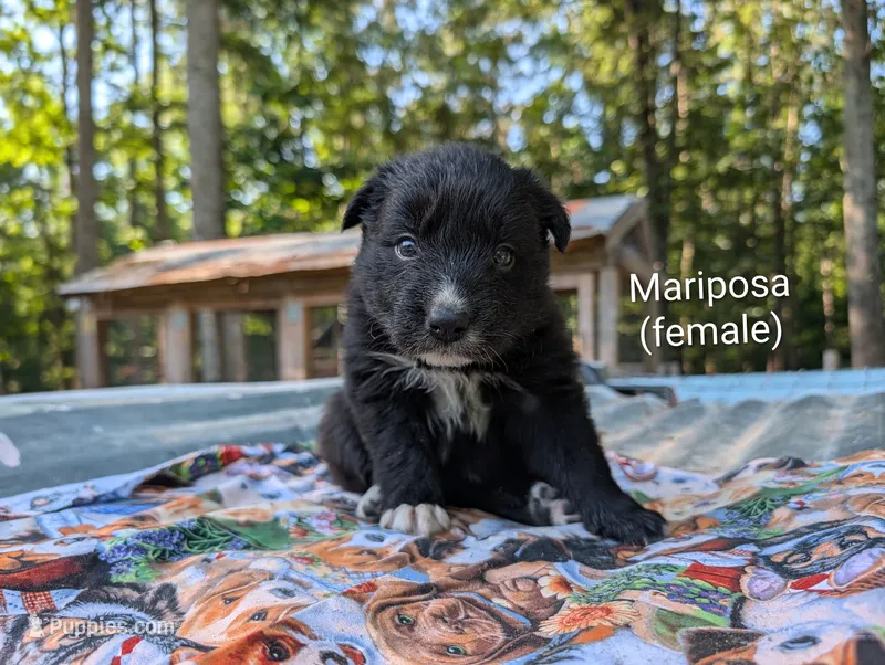Mariposa – Border Collie puppy for sale in Bruington, VA