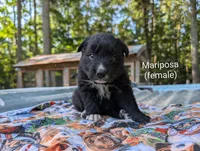 Mariposa, a female Border Collie for sale in Bruington, VA – 1 of 5