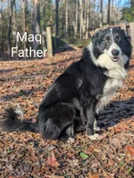 Moby, a male Border Collie for sale in Bruington, VA – 4 of 4
