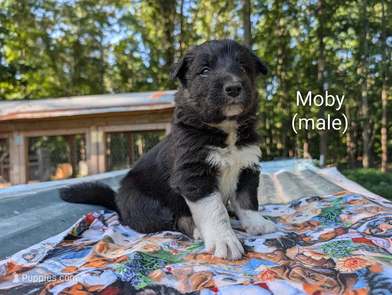 Moby – Border Collie puppy for sale in Bruington, VA