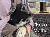 Melonia, a male Border Collie for sale in Bruington, VA – 5 of 6