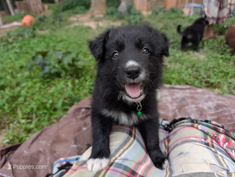 Mariposa – Border Collie puppy for sale in Bruington, VA