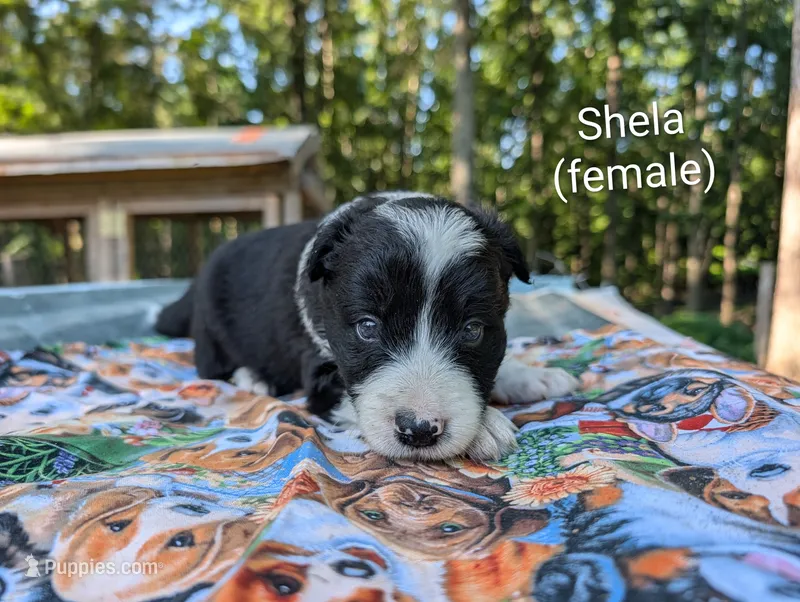 Sheila – Border Collie puppy for sale in Bruington, VA