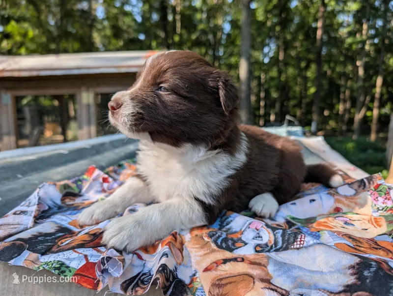 Ringo – Border Collie puppy for sale in Bruington, VA
