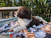 Ringo, a male Border Collie for sale in Bruington, VA – 1 of 2
