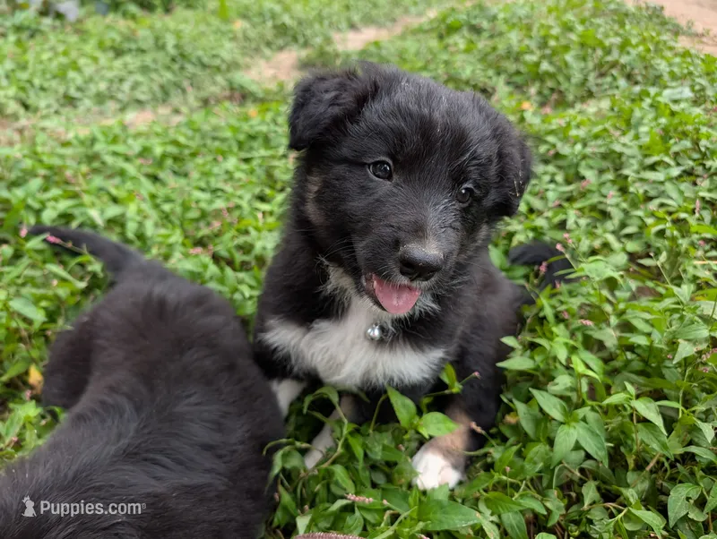 Moby – Border Collie puppy for sale in Bruington, VA