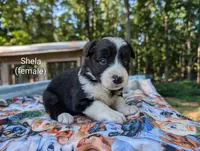 Sheila, a female Border Collie for sale in Bruington, VA – 2 of 4