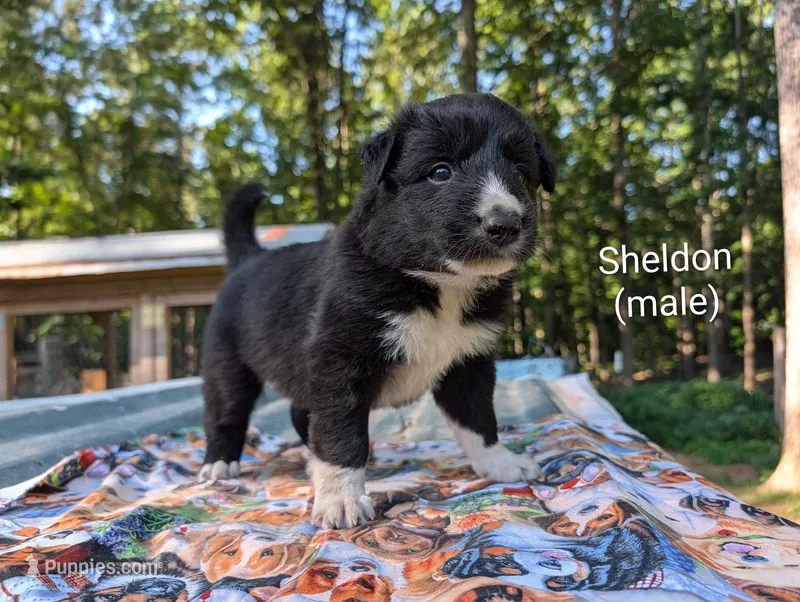 Sheldon – Border Collie puppy for sale in Bruington, VA
