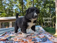 Sheldon, a male Border Collie for sale in Bruington, VA – 1 of 4