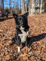 Sheldon, a male Border Collie for sale in Bruington, VA – 4 of 4