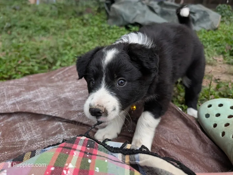 Sheila – Border Collie puppy for sale in Bruington, VA