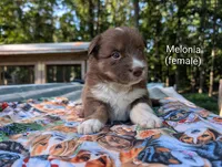 Melonia, a male Border Collie for sale in Bruington, VA – 2 of 6