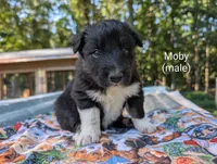 Moby, a male Border Collie for sale in Bruington, VA – 2 of 4