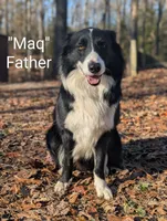 Mariposa, a female Border Collie for sale in Bruington, VA – 3 of 5