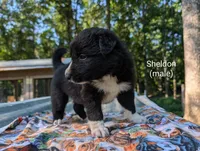 Sheldon, a male Border Collie for sale in Bruington, VA – 2 of 4