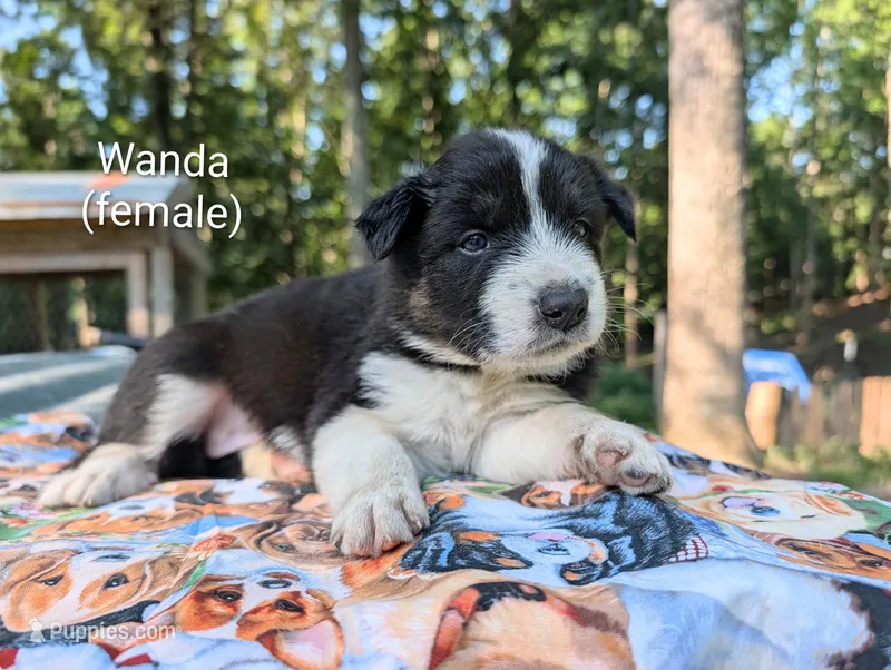 Wanda – Border Collie puppy for sale in Bruington, VA