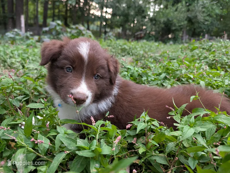 Ringo – Border Collie puppy for sale in Bruington, VA
