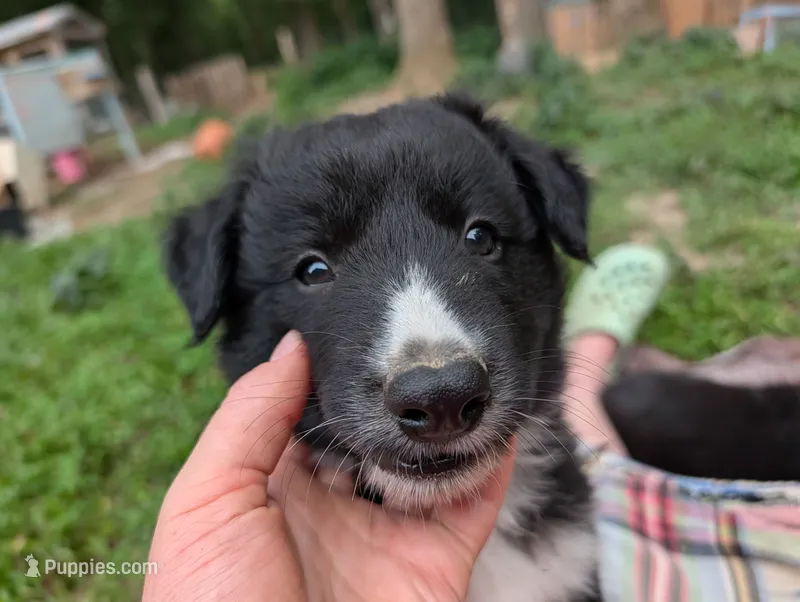 Sheldon – Border Collie puppy for sale in Bruington, VA