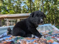 Mariposa, a female Border Collie for sale in Bruington, VA – 2 of 5