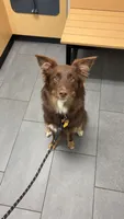 Melonia, a male Border Collie for sale in Bruington, VA – 6 of 6