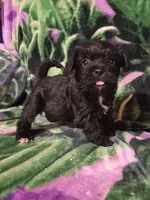 Lily , a female Miniature Schnauzer and Pug for sale in Coffeyville, KS – Photo 1 of 3