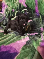 Lily , a female Miniature Schnauzer and Pug for sale in Coffeyville, KS – Photo 3 of 3