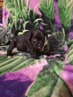 Lily , a female Miniature Schnauzer and Pug for sale in Coffeyville, KS – Photo 2 of 3