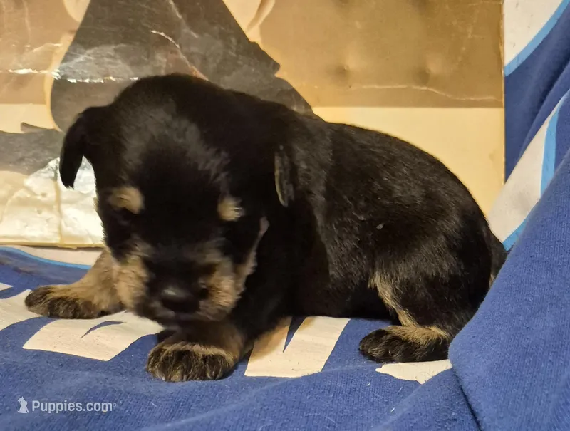 Male 4 – Miniature Schnauzer puppy for sale in Coffeyville, KS