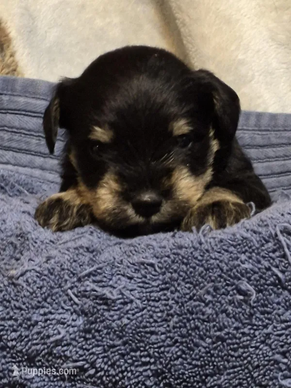 Male 4 – Miniature Schnauzer puppy for sale in Coffeyville, KS