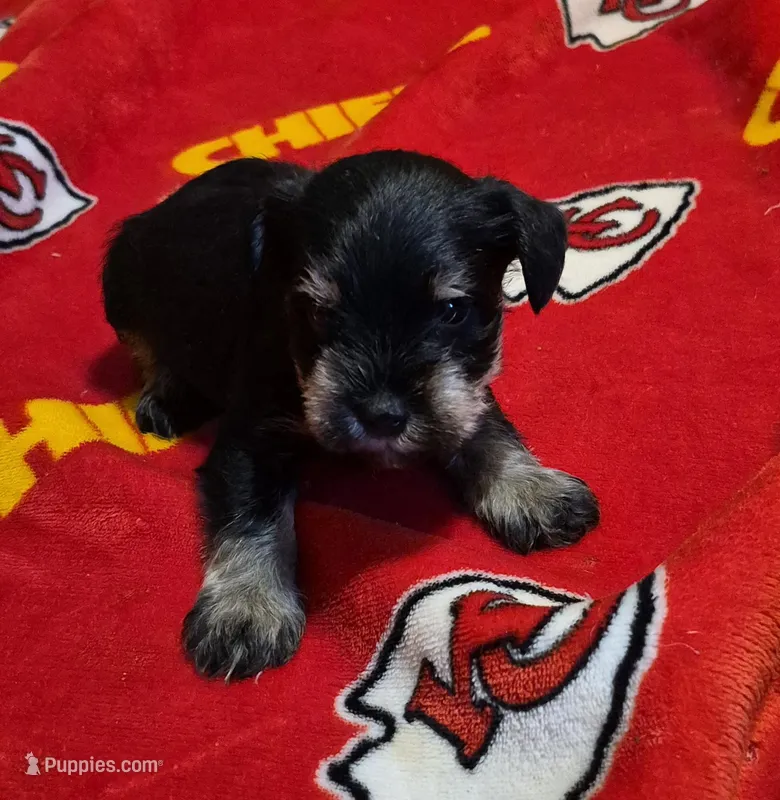 Male 4 – Miniature Schnauzer puppy for sale in Coffeyville, KS