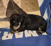 Male 4, a male Miniature Schnauzer for sale in Coffeyville, KS – Photo 2 of 2