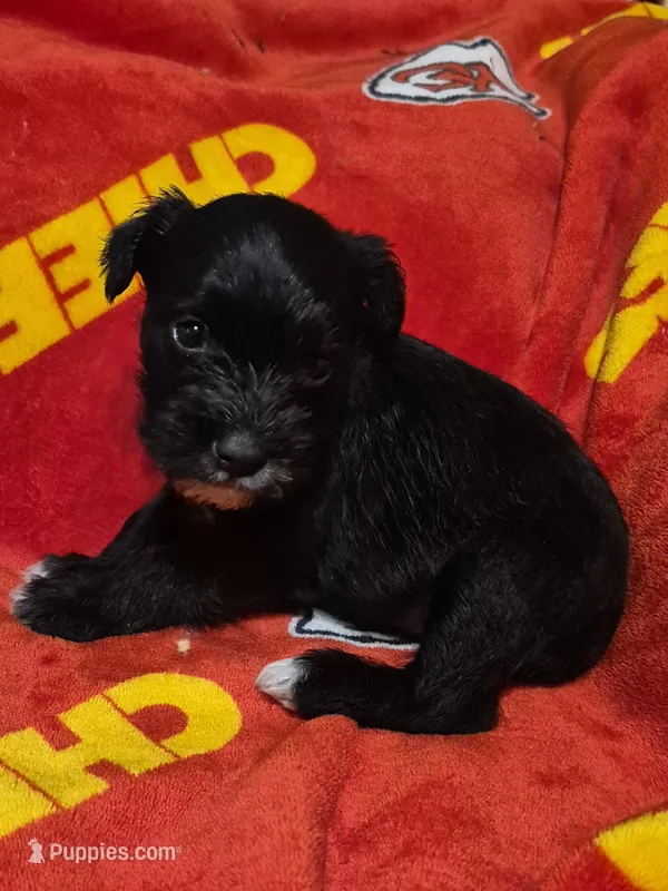 Male 3 – Miniature Schnauzer puppy for sale in Coffeyville, KS