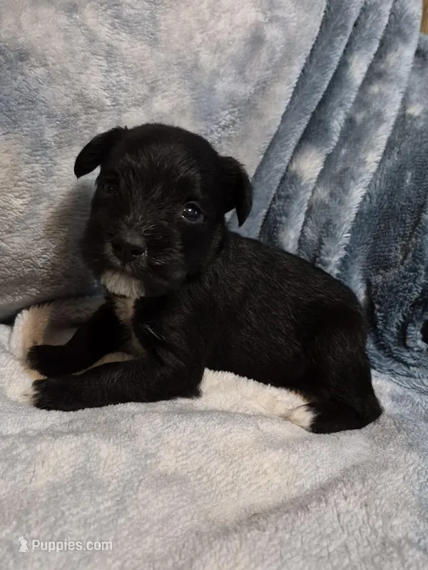 Male 3 – Miniature Schnauzer puppy for sale in Coffeyville, KS