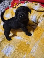 Jasmine , a female Miniature Schnauzer and Pug for sale in Coffeyville, KS – Photo 2 of 2