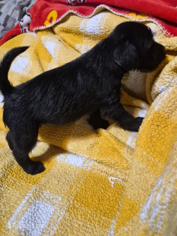 Jasmine  – Miniature Schnauzer, Pug puppy for sale in Coffeyville, KS