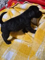 Jasmine , a female Miniature Schnauzer and Pug for sale in Coffeyville, KS – Photo 1 of 2