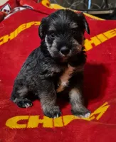Male 5, a male Miniature Schnauzer for sale in Coffeyville, KS – Photo 2 of 3