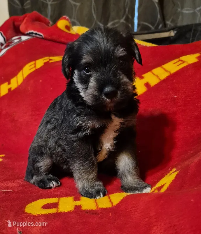 Male 5 – Miniature Schnauzer puppy for sale in Coffeyville, KS