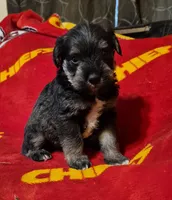 Male 5, a male Miniature Schnauzer for sale in Coffeyville, KS – Photo 1 of 3