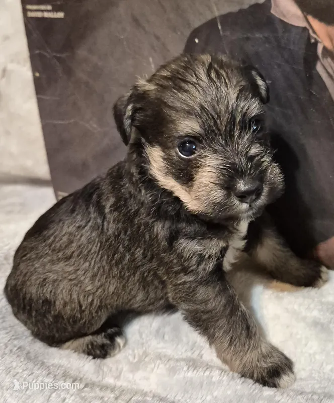 Male 5 – Miniature Schnauzer puppy for sale in Coffeyville, KS