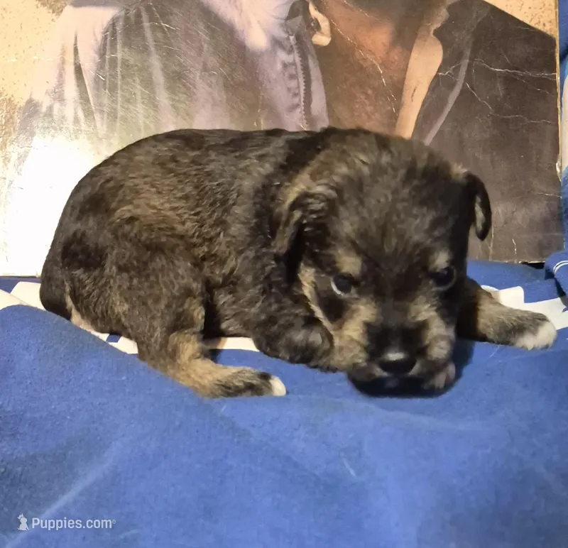 Male 5 – Miniature Schnauzer puppy for sale in Coffeyville, KS