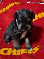 Male 5, a male Miniature Schnauzer for sale in Coffeyville, KS – Photo 3 of 3