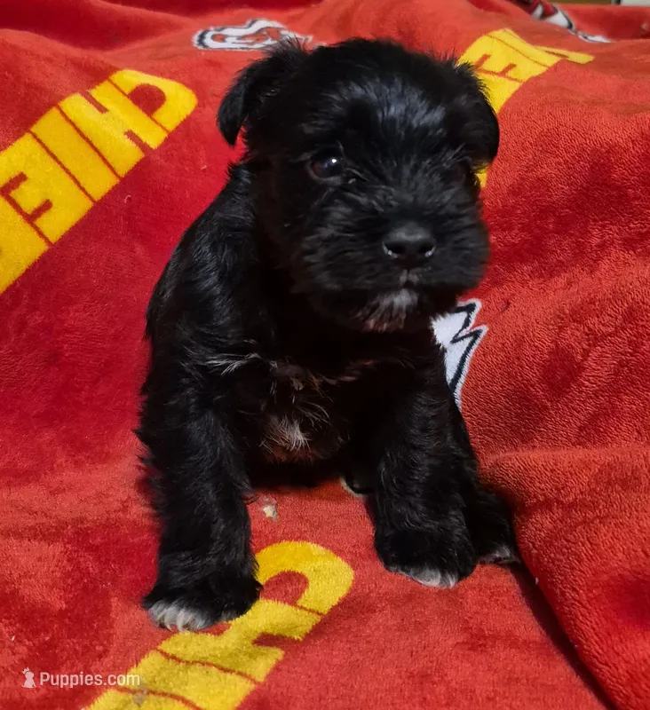 Male 2 – Miniature Schnauzer puppy for sale in Coffeyville, KS